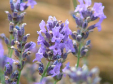 Lavandula angustifolia 'Munstead'  bestellen